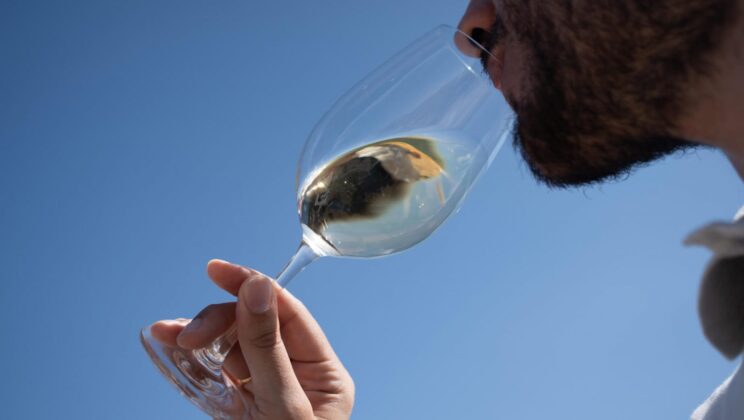 D.O. Ribera del Duero: Qué es, características y Mejores Vinos