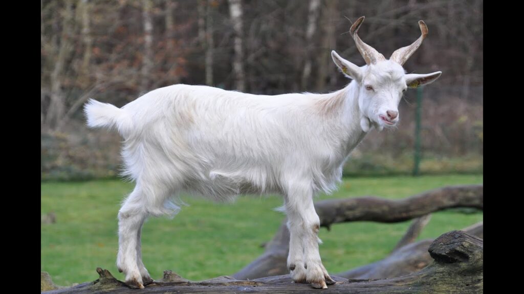 soñar con cabras