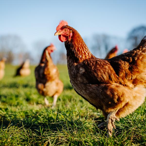 soñar con gallinas