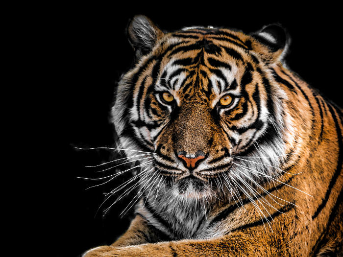 soñar con un tigre