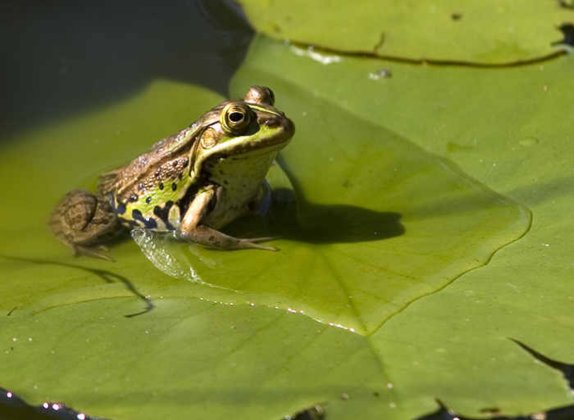 qué significa soñar con ranas