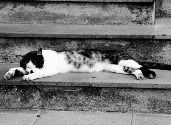 soñar con gatitos muertos