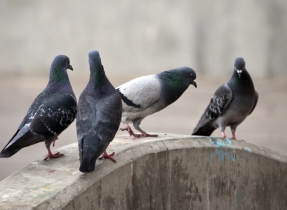 soñar con palomas