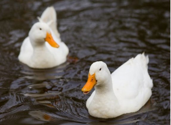 soñar con patos